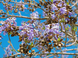 aussergewoehnliche baeume fuer den garten chinesischer bauglockenbaum